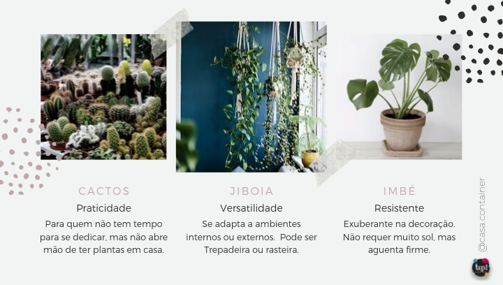 3 Plantas para decorar o interior da sua casa